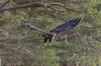 flying White-tailed Sea Eagle