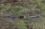 flying White-tailed Sea Eagle