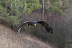 flying White-tailed Sea Eagle