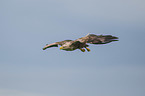 flying White-tailed Sea Eagle