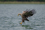 flying White-tailed Sea Eagle