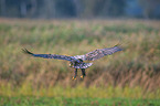 white-tailed sea eagle