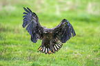 white-tailed sea eagle
