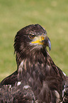 sea eagle