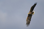 white-tailed sea eagle
