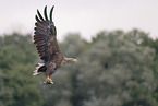 white-tailed sea eagle