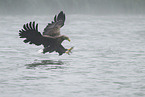 white-tailed sea eagle