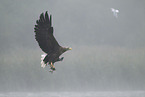 white-tailed sea eagle