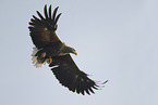 white-tailed sea eagle