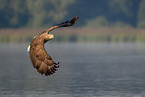 white-tailed sea eagle