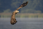 white-tailed sea eagle
