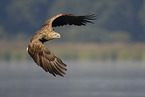 white-tailed sea eagle
