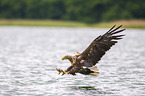 white-tailed sea eagle