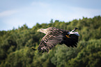 white-tailed sea eagle