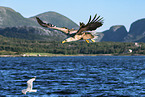 white-tailed sea eagle