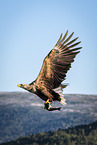 white-tailed sea eagle