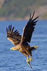 white-tailed sea eagle