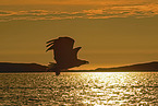 white-tailed sea eagle