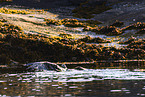 white-tailed sea eagle