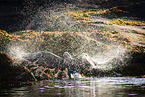 white-tailed sea eagle