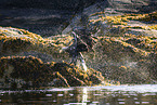 white-tailed sea eagle