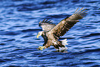 white-tailed sea eagle