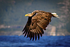 white-tailed sea eagle