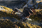 white-tailed sea eagle