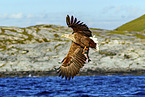 white-tailed sea eagle