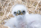 white-tailed sea eagle baby