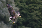 white-tailed sea eagle