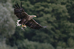 white-tailed sea eagle
