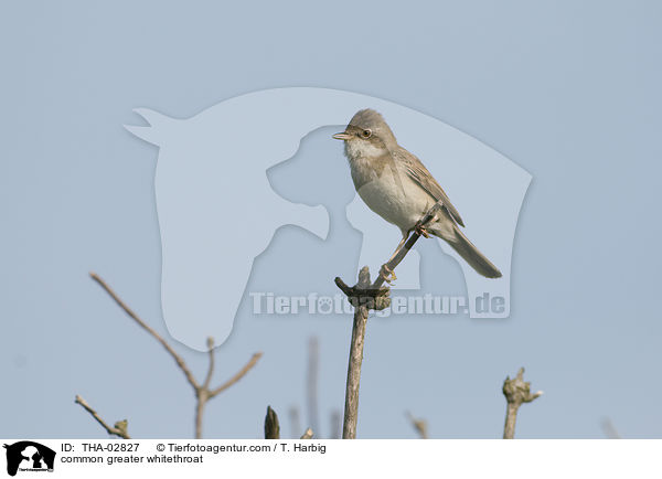 common greater whitethroat / THA-02827