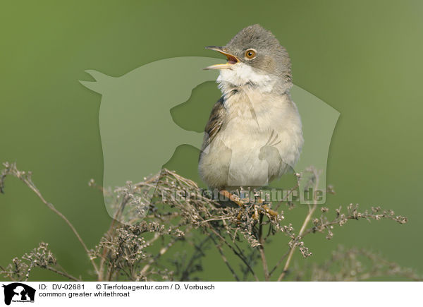 Dorngrasmcke / common greater whitethroat / DV-02681