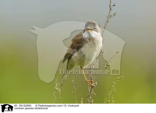 Dorngrasmcke / common greater whitethroat / DV-02682