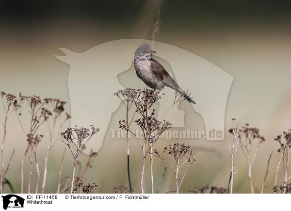 Whitethroat / FF-11458