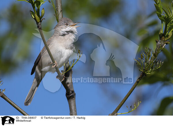 Whitethroat / THA-08807