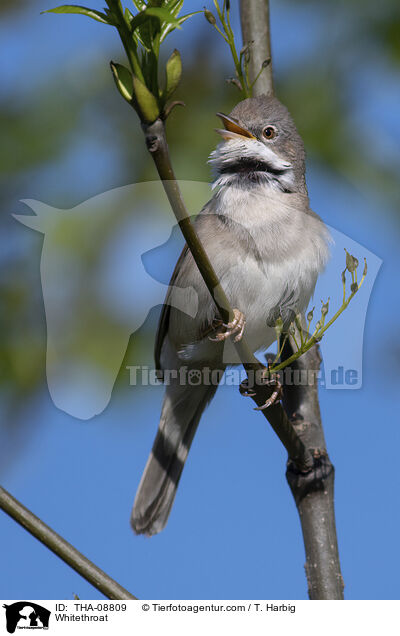 Dorngrasmcke / Whitethroat / THA-08809