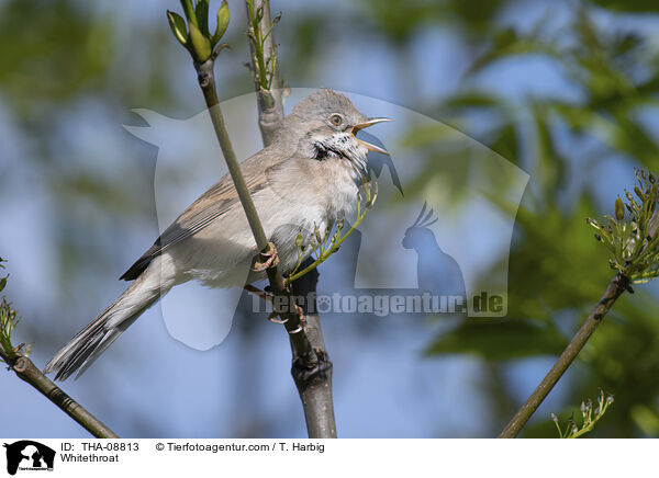 Whitethroat / THA-08813