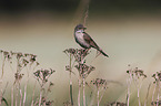 Whitethroat