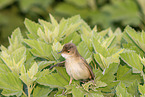 greater whitethroat