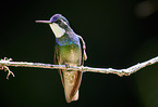 white-throated mountain gem