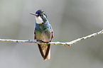 white-throated mountain gem