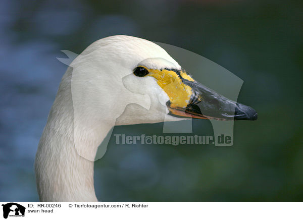 Singschwan im profil / swan head / RR-00246