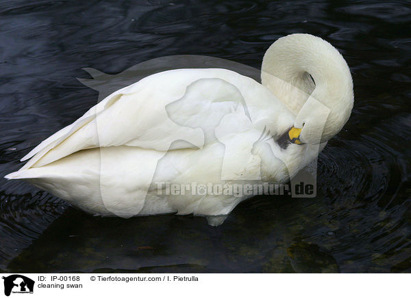 cleaning swan / IP-00168