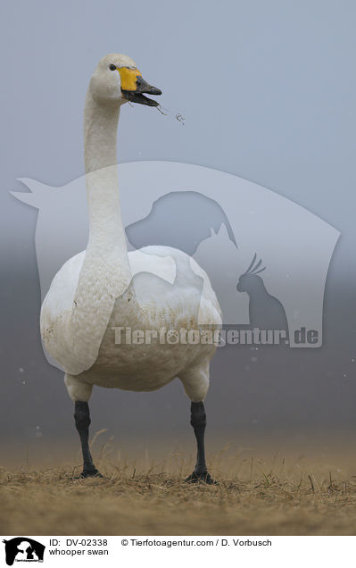 whooper swan / DV-02338