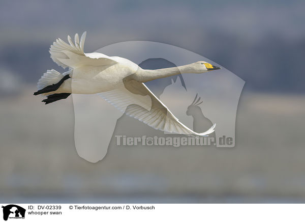 whooper swan / DV-02339