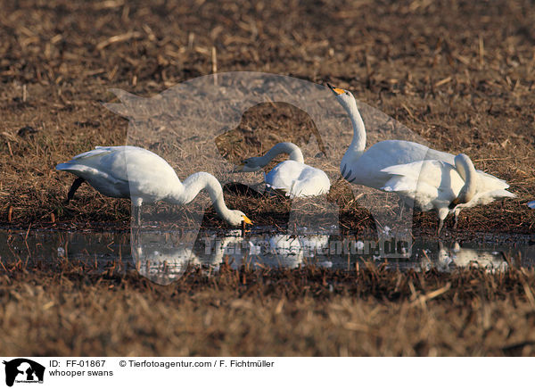 whooper swans / FF-01867