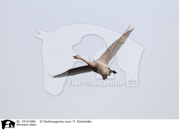 whooper swan / FF-01869