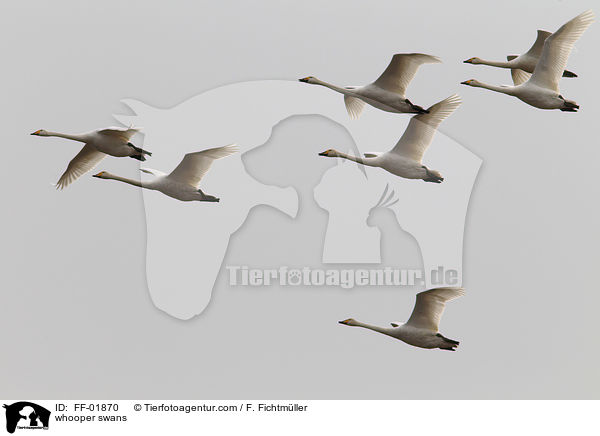 whooper swans / FF-01870